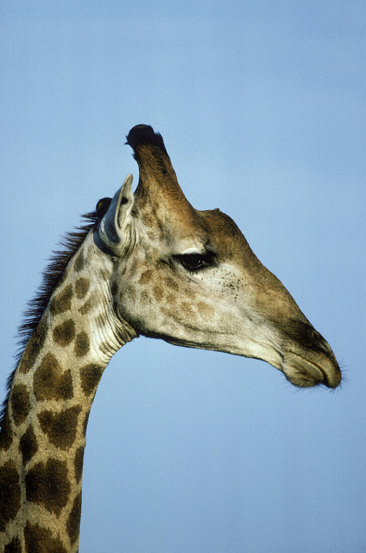 Southern Giraffe (Giraffa camelopardalis giraffa); bull. Kruger National Park, South Africa.