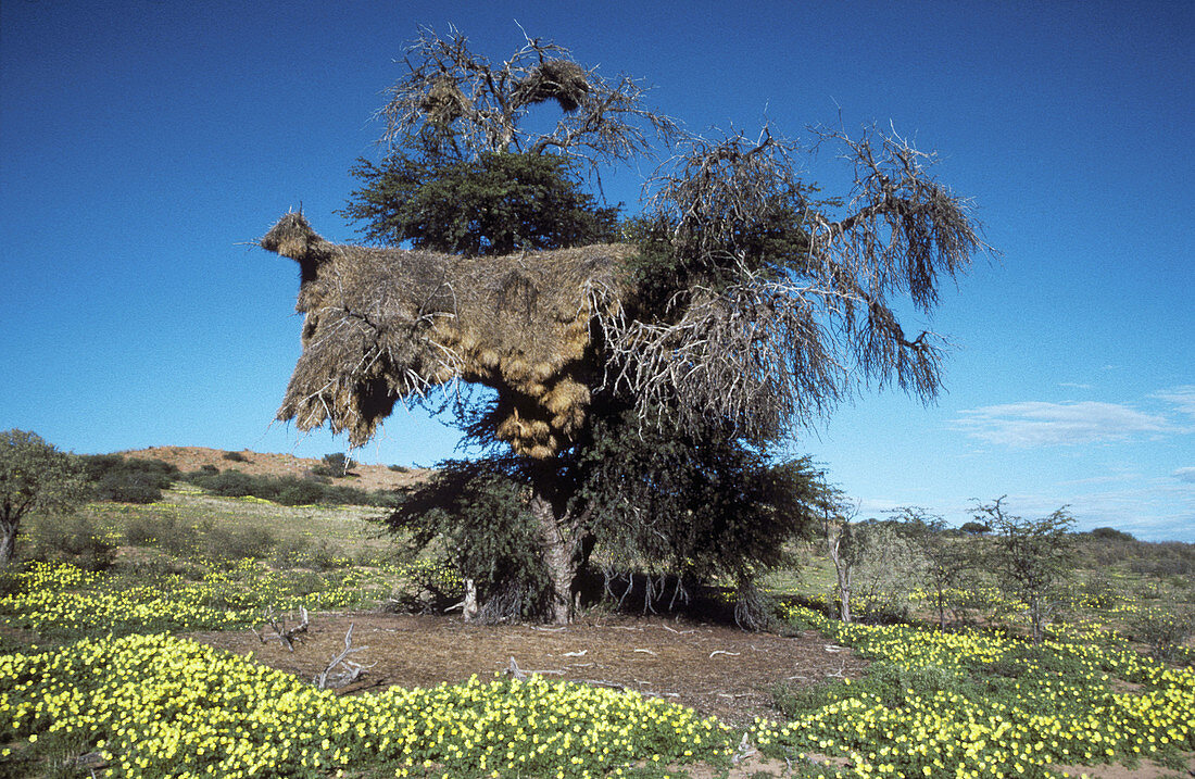 Huge communal nest of Sociable Weavers (Philetairus socius) in a camelthorn tree (Acacia erioloba); during the rainy season with dense carpets of annual Tribulus terrestris flowers. Kalahari Desert, Kgalagadi Transfrontier Park, South Africa.