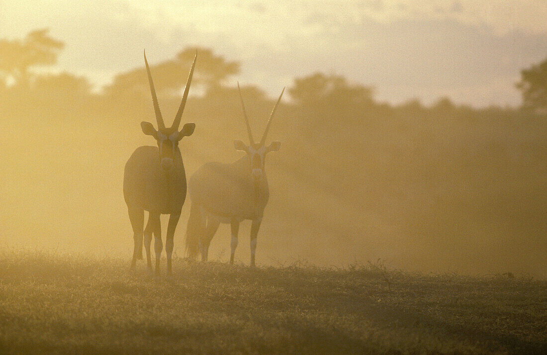 Gemsbok (Oryx gazella); in the early morning. Kalahari Desert, Kgalagadi Transfrontier Park, South Africa.
