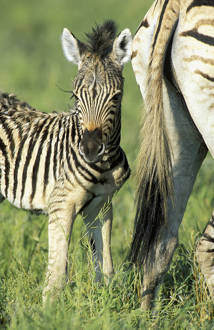 Burchell s Zebra (Equus burchelli); mare with foal during the rainy season in green surroundings. Kruger National Park, South Africa.