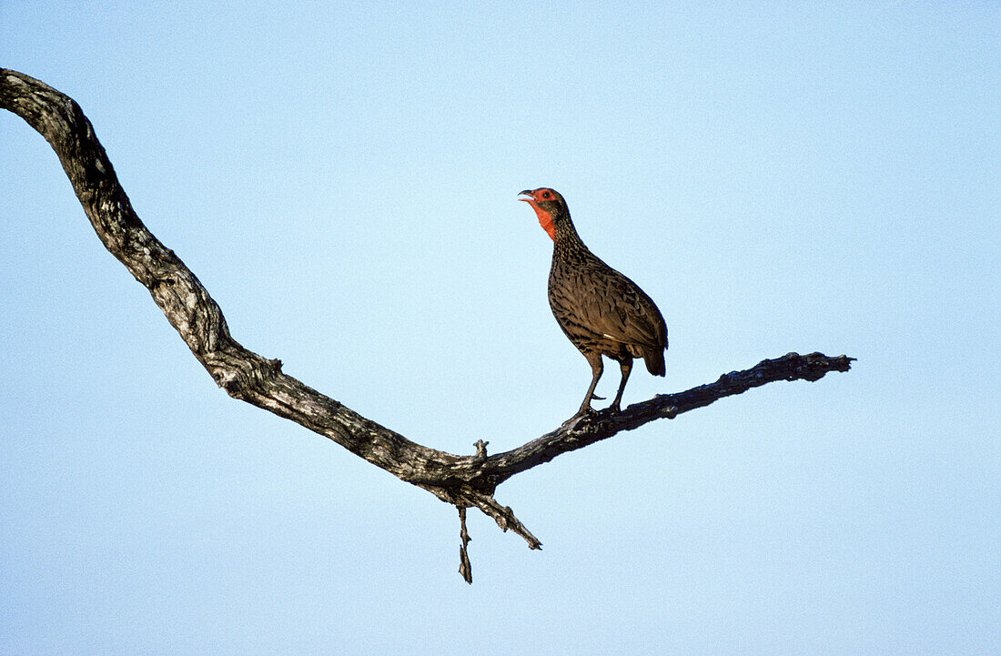 Swainson s Francolin (Francolinus swainsonii); male, calling for a female. Kruger National Park, South Africa.