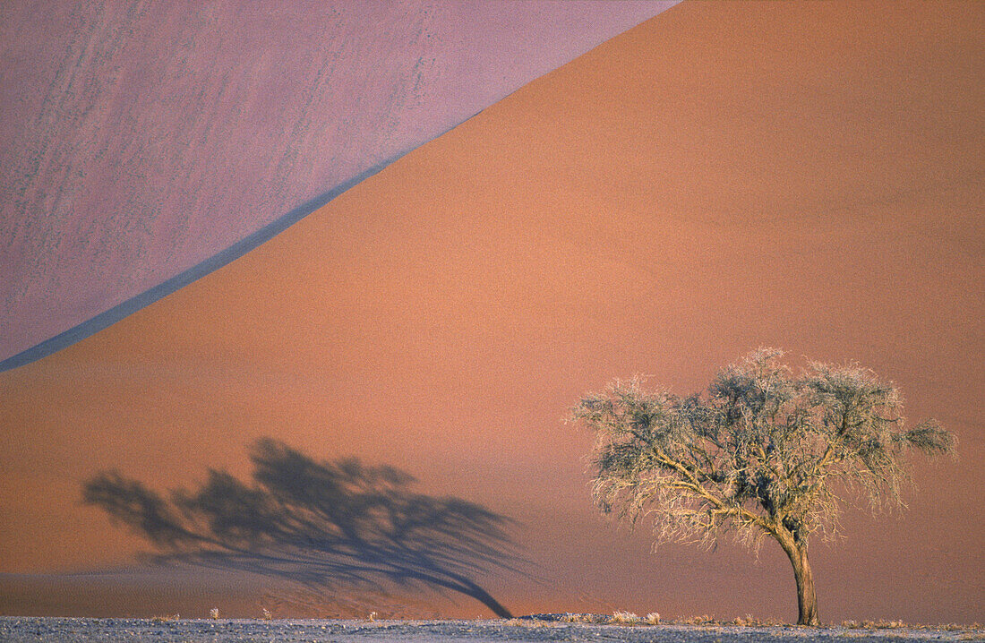 Camelthorn tree (Acacia erioloba) and sand dune in the Namib Desert. Namib-Naukluft Park, Namibia.