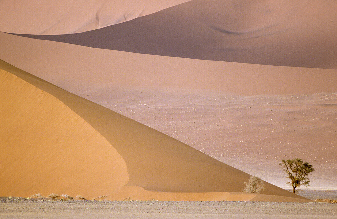 Camelthorn tree (Acacia erioloba) and sand dunes in the Namib Desert. Namib-Naukluft Park, Namibia.