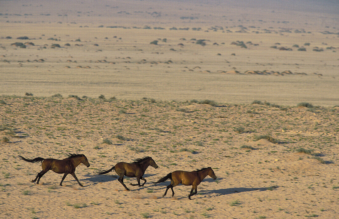 Namib Desert Horse; feral descendants of horses which probably were left behind by German troops in the early 1900; high-spirited in the vicinity of a waterhole. Garub plains west of the village of Aus, Namib-Naukluft Park, Namibia.