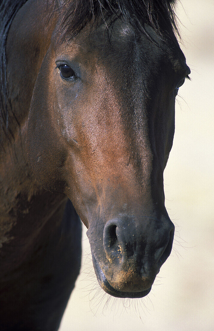 Namib Desert Horse; feral descendants of horses which probably were left behind by German troops in the early 1900; stallion. Garub plains west of the village of Aus, Namib-Naukluft Park, Namibia.