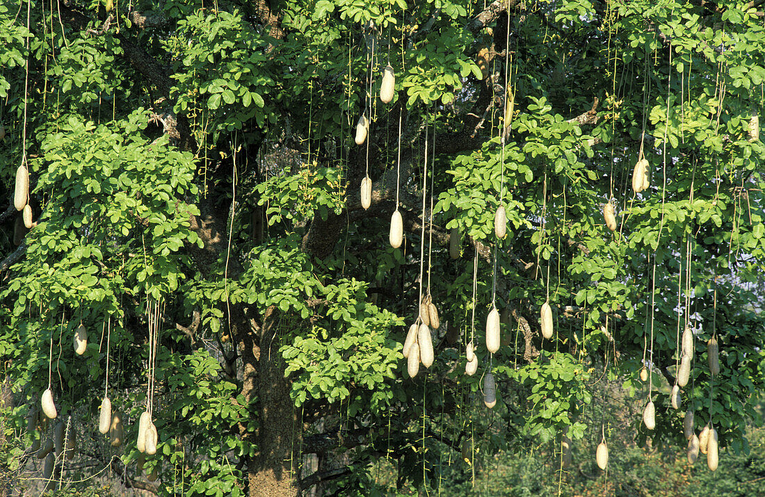 Sausage tree (Kigelia africana); the sausage-shaped fruits hang from the tree. South Luangwa National Park, Zambia.