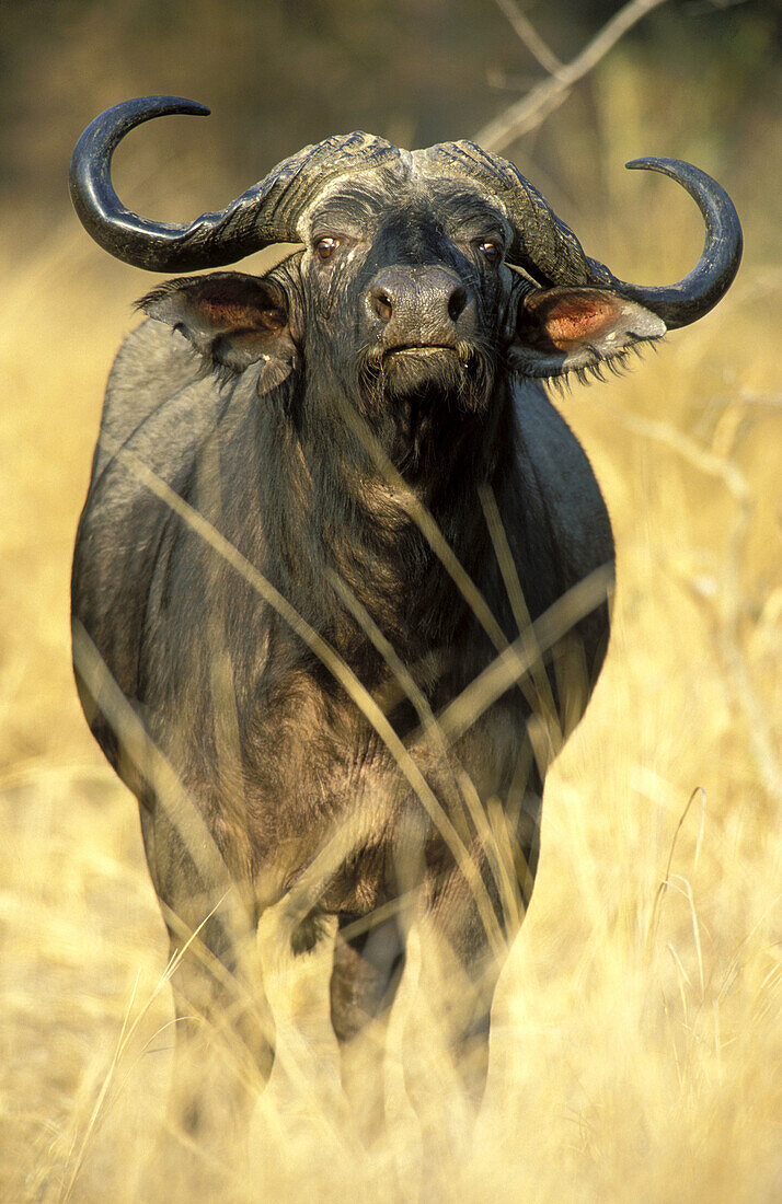 African Buffalo (Syncerus caffer caffer); bull. South Luangwa National Park, Zambia.