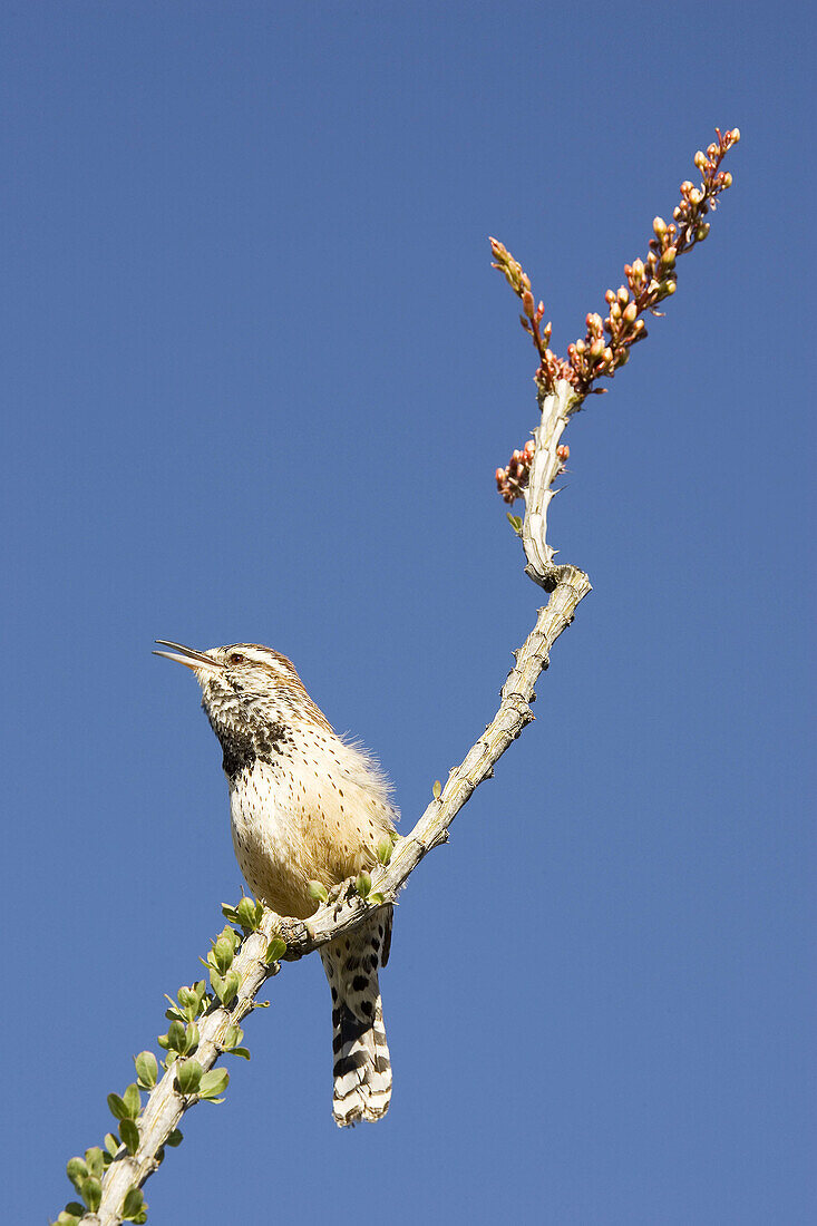 Cactus Wren (Campylorhynchus brunneicapillus) - In March at a blooming Ocotillo (Fouquieria splendens) scrub. This is the largest wren in North America. Saguaro National Park (western section), Tucson, Arizona, USA.