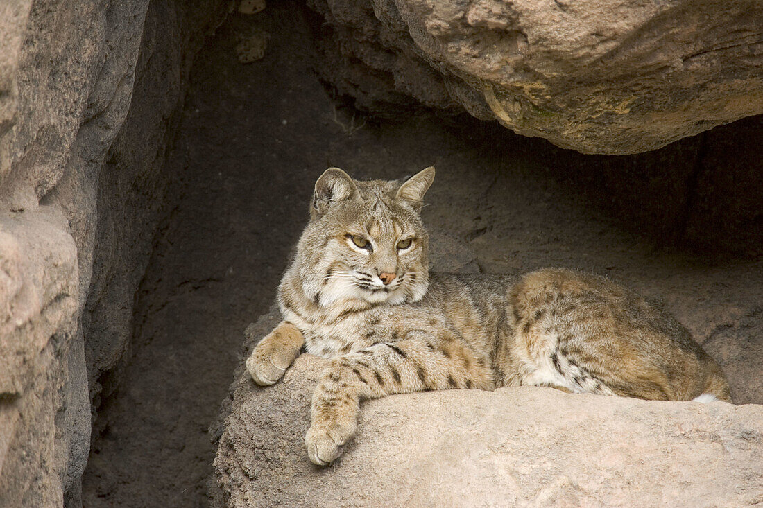 Bobcat (Lynx rufus) - Photographed in captivity in the Arizona-Sonora Desert Museum. Tucson, Arizona, USA.