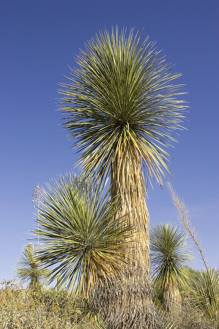 Soaptree Yucca (Yucca elata) - Utilized for soap, food and to construct baskets by Native Americans. Photographed in the Arizona-Sonora Desert Museum. Tucson, Arizona, USA.