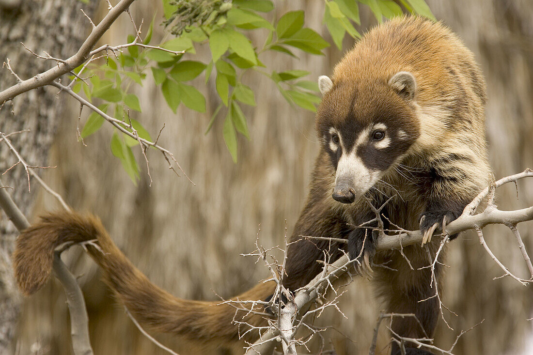 White-nosed Coati (Nasua narica). Photographed in captivity in the Arizona-Sonora Desert Museum. Tucson, Arizona, USA.