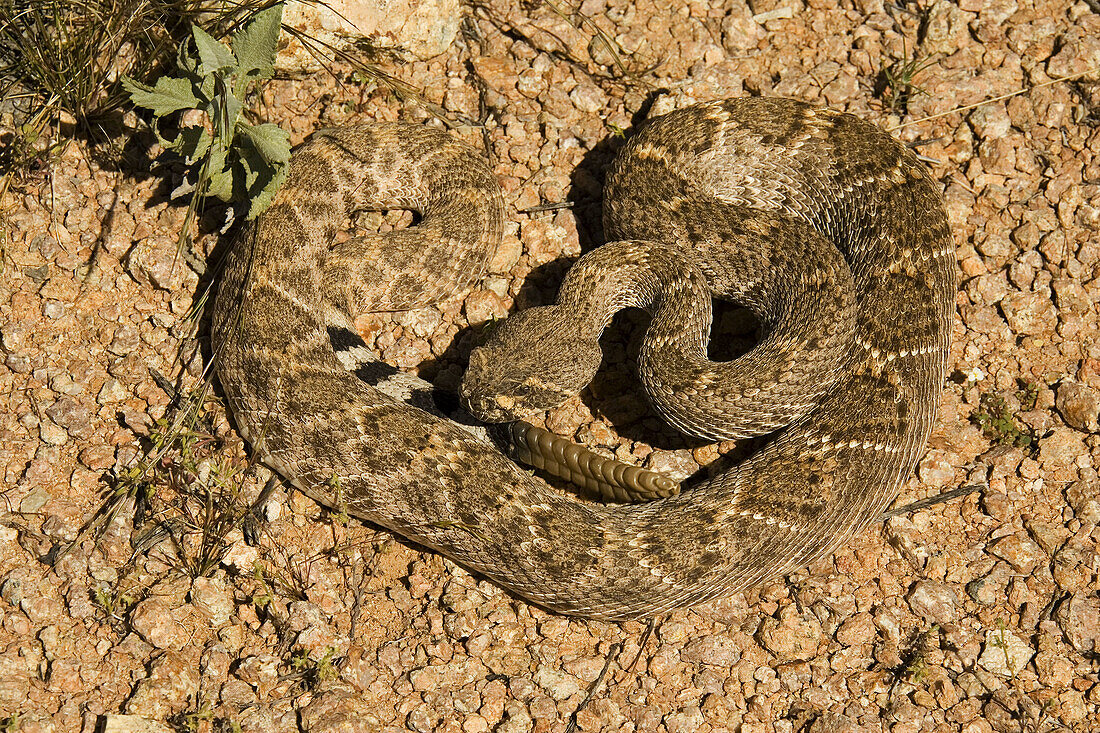 Western Diamondback Rattlesnake (Crotalus atrox). Poisonous, bites can be fatal. Saguaro National Park (western section), Tucson, Arizona, USA.