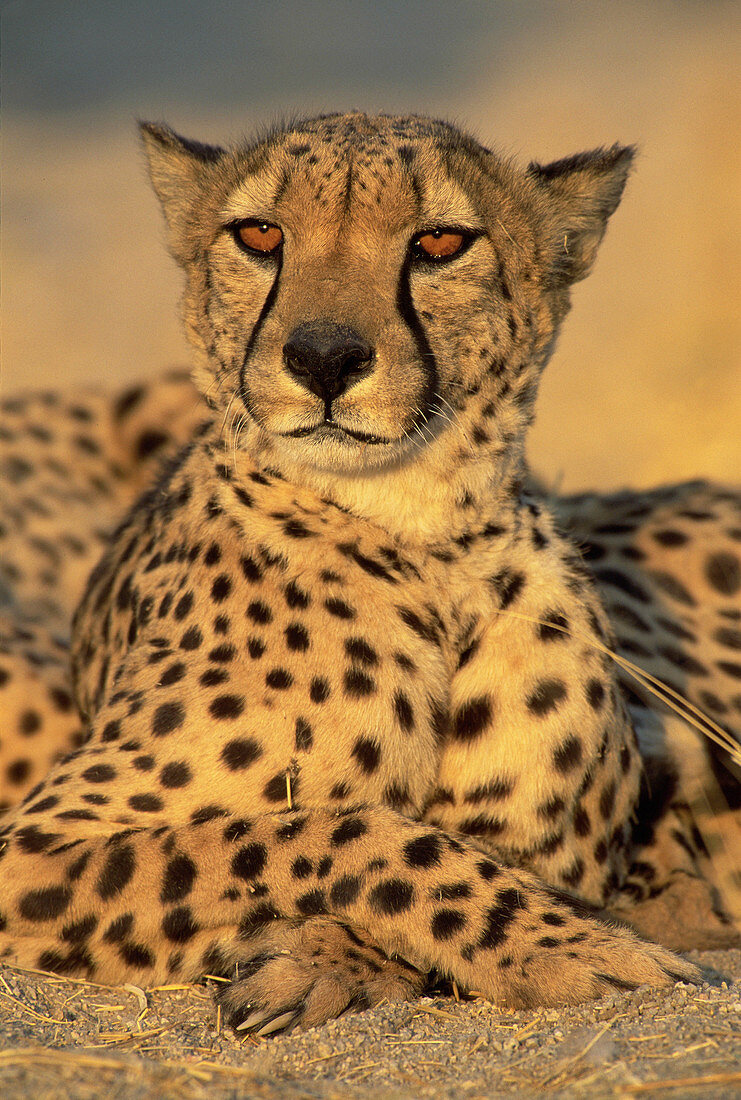Cheetah (Acinonyx jubatus) in captivity. Namibia