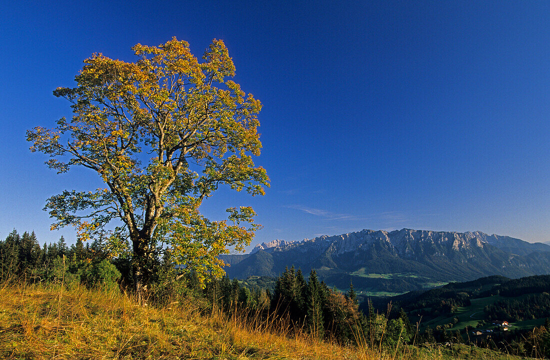 herbstlich verfärbter Ahorn mit Kaisergebirge, Tirol, Österreich