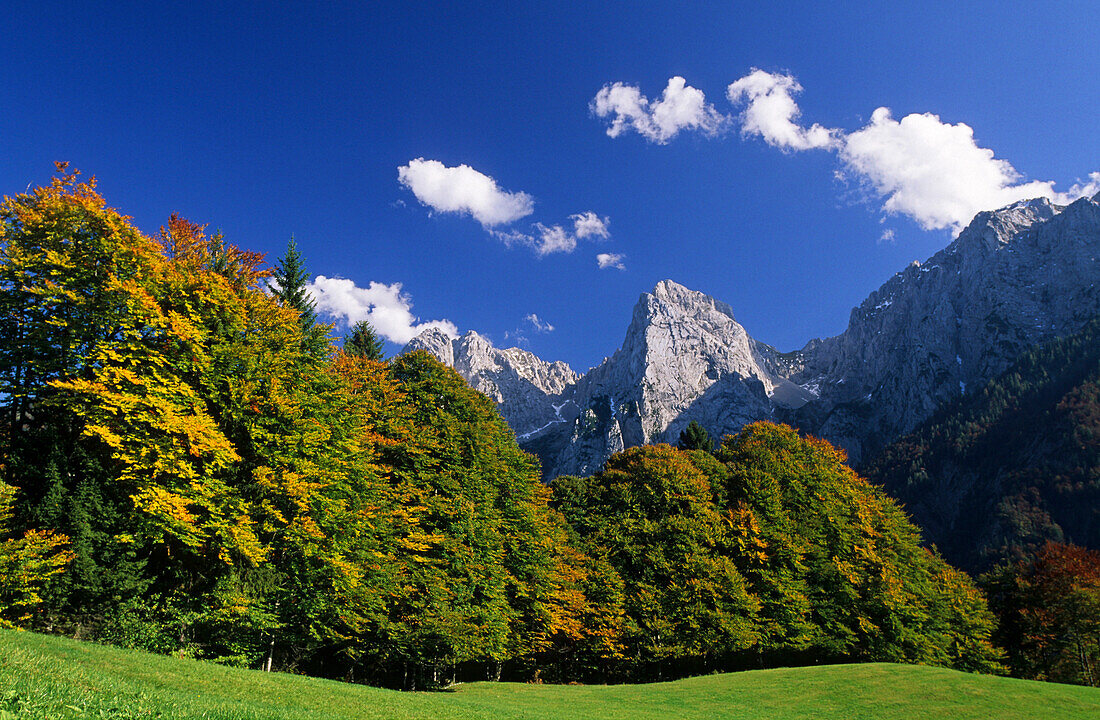 alpine pasture with beeches in autumn colours, Wilder Kaiser, Kaiser range, Tyrol, Austria