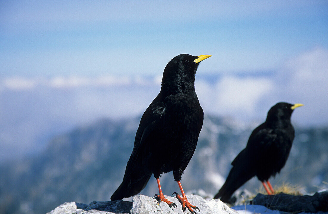 alpine daw, Berchtesgaden range, Upper Bavaria, Bavaria, Germany