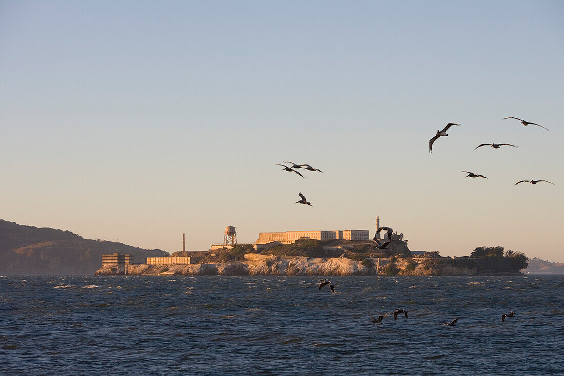 Pelicans and Alcatraz, San Francisco, California, USA