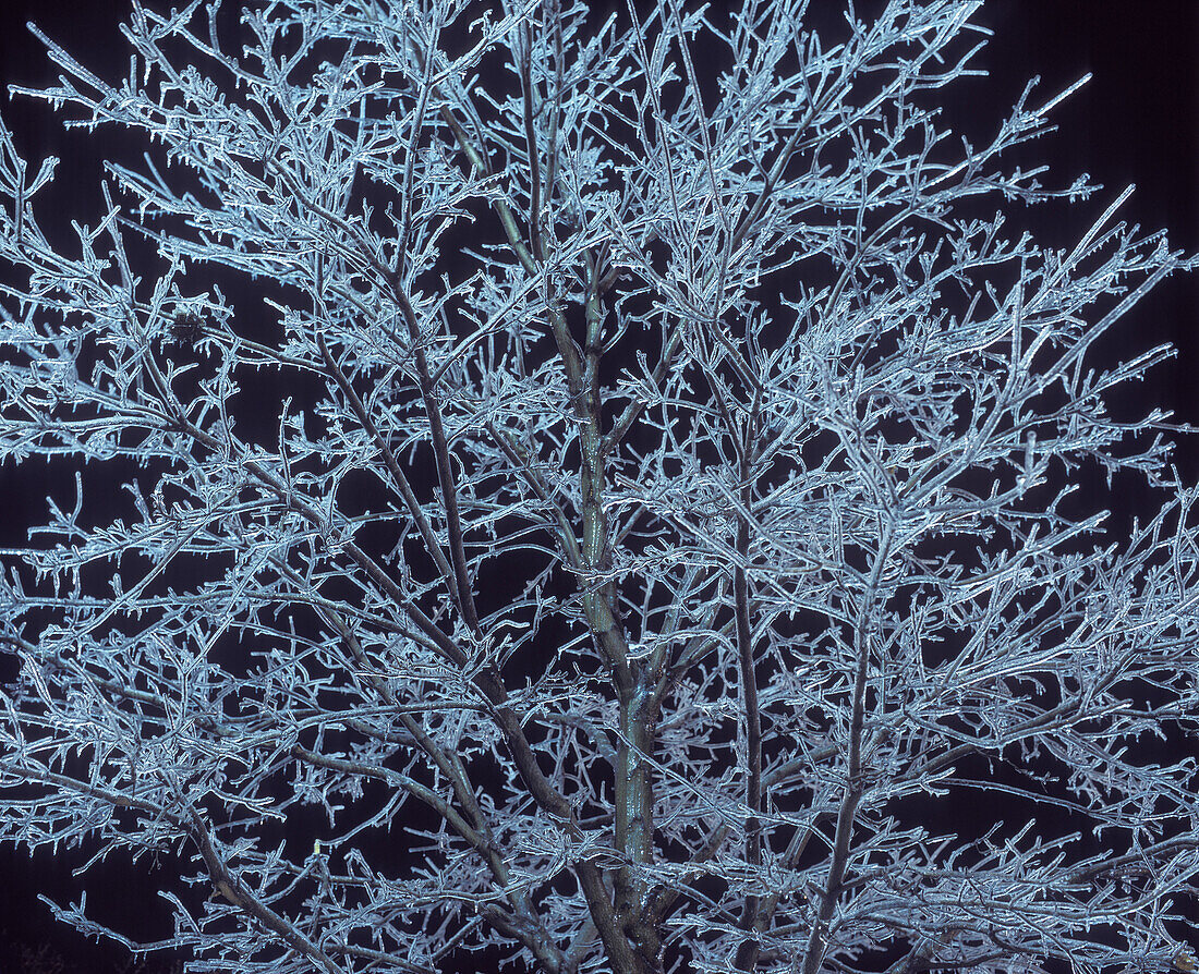 Tree, Ice storm.