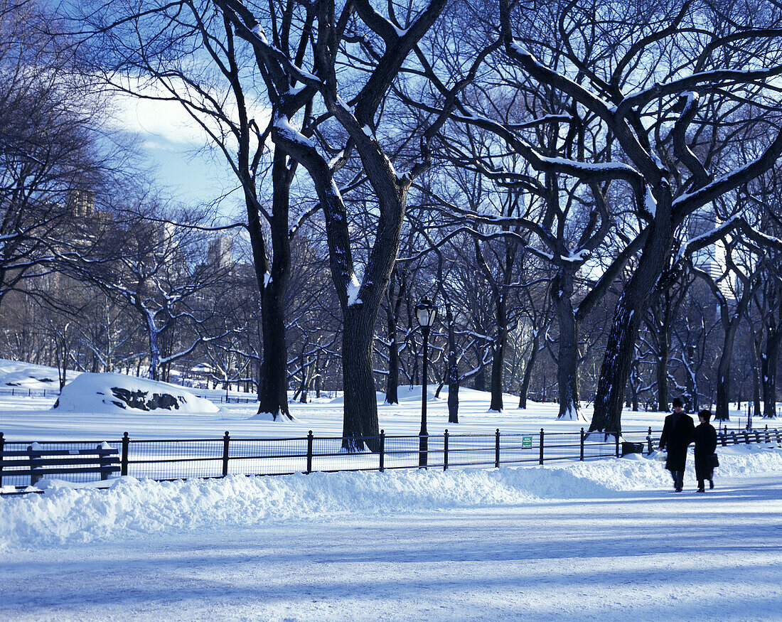 Snow, Elm trees, The mall, Central Park, Manhattan, New York, USA