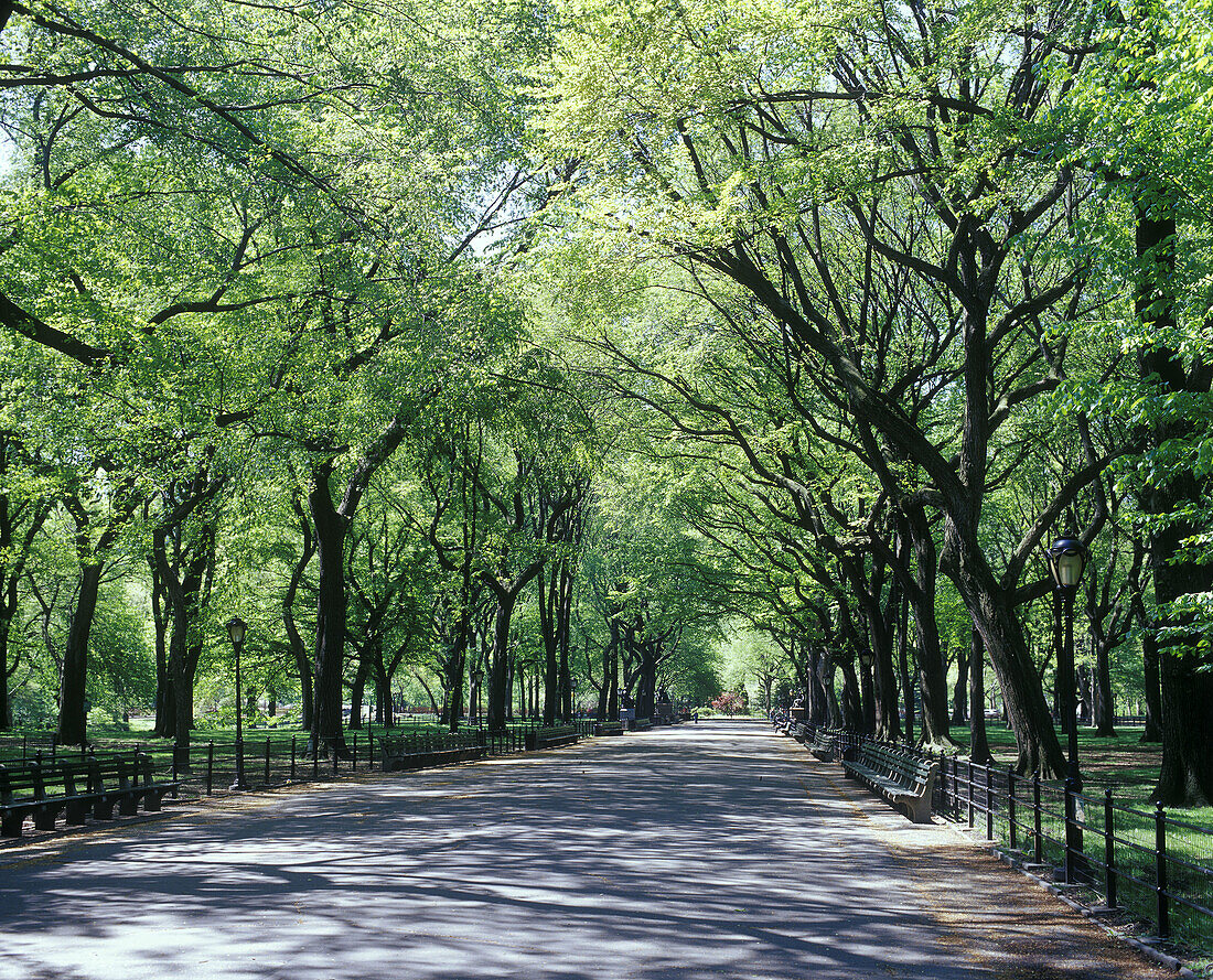 Elm trees, The mall, Central Park, Manhattan, New York, USA