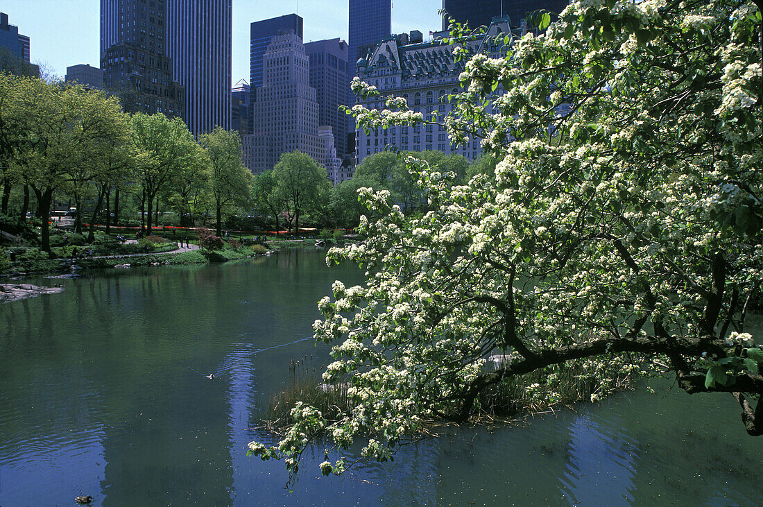 Pond, Central Park south skyline, Central Park, Manhattan, New York, USA