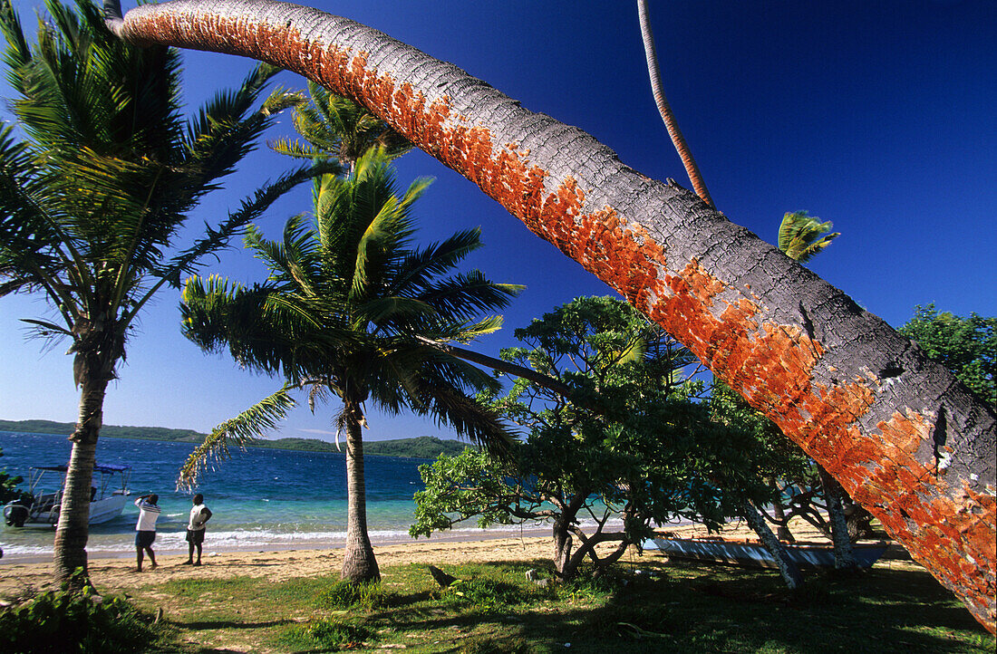 Palmen an einem Strand der Insel Matacava Levu, Yasawa Gruppe, Fidschi, Südsee
