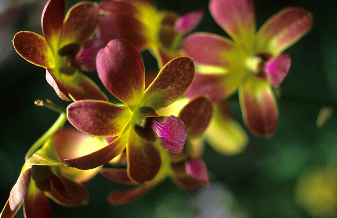Nahaufnahme von Orchideen im Garden of the Sleeping Giant, Viti Levu, Fidschi, Südsee