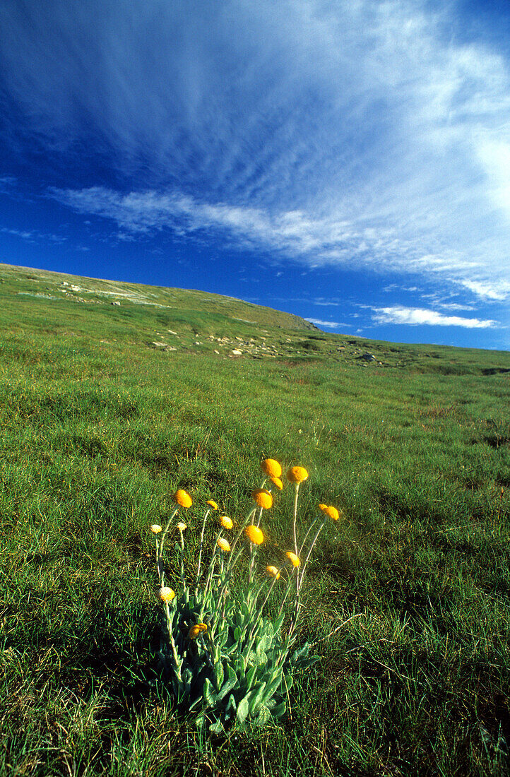 Billy Buttons and alpine herb fields on the Main Range of the Snowy Mountains, Kosciuszko National Park, New South Wales, Australia