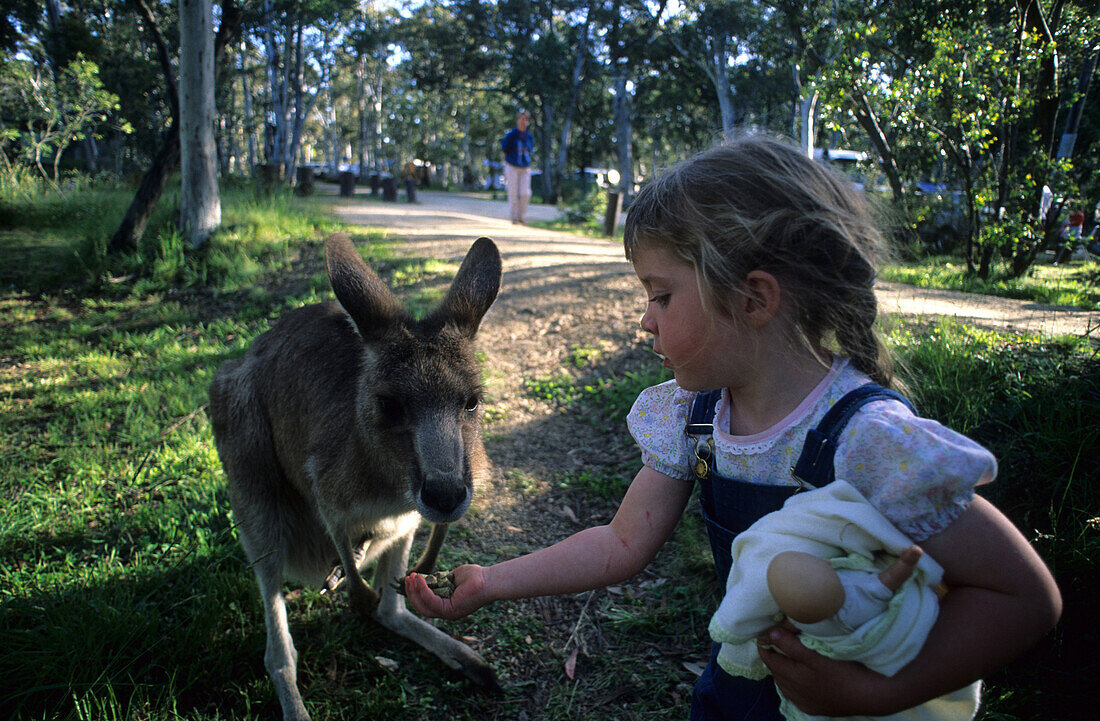 Kleines Mädchen füttert ein Östliches Graukänguruh im Sawpit Creek Campground, Kosciuszko National Park, New South Wales, Australien