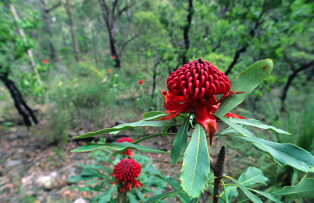 Close up of a flowering Waratah, Blue Mountains National Park, New South Wales, Australia