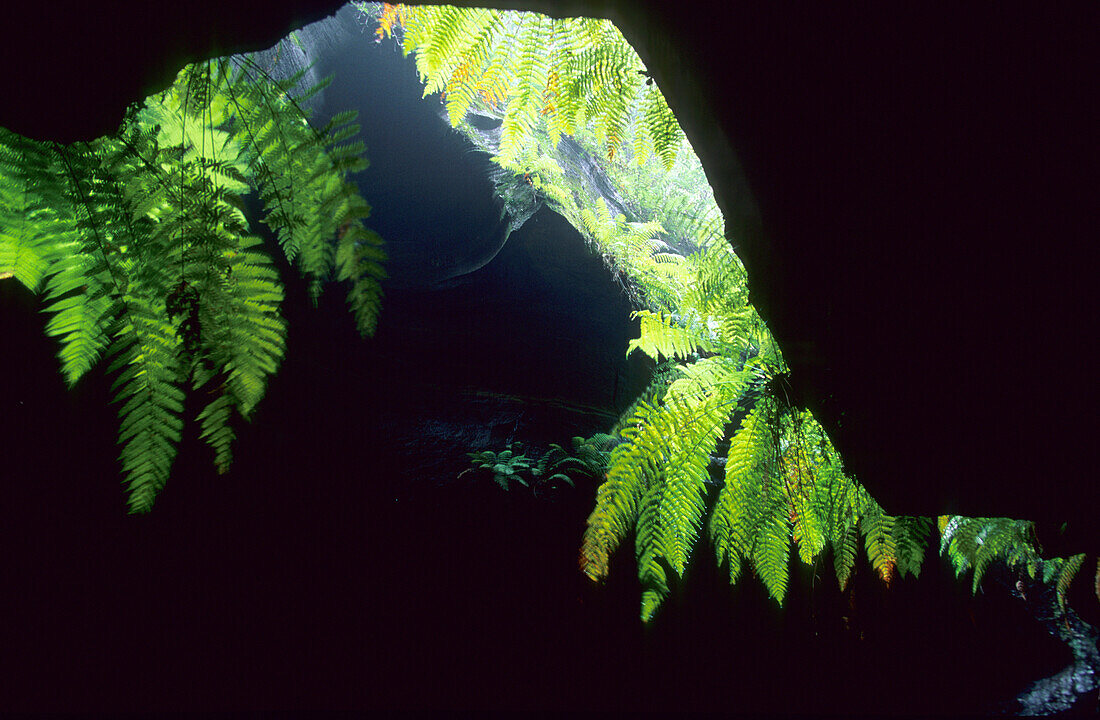 Ferns in Grand Canyon, Blue Mountains National Park, New South Wales, Australia