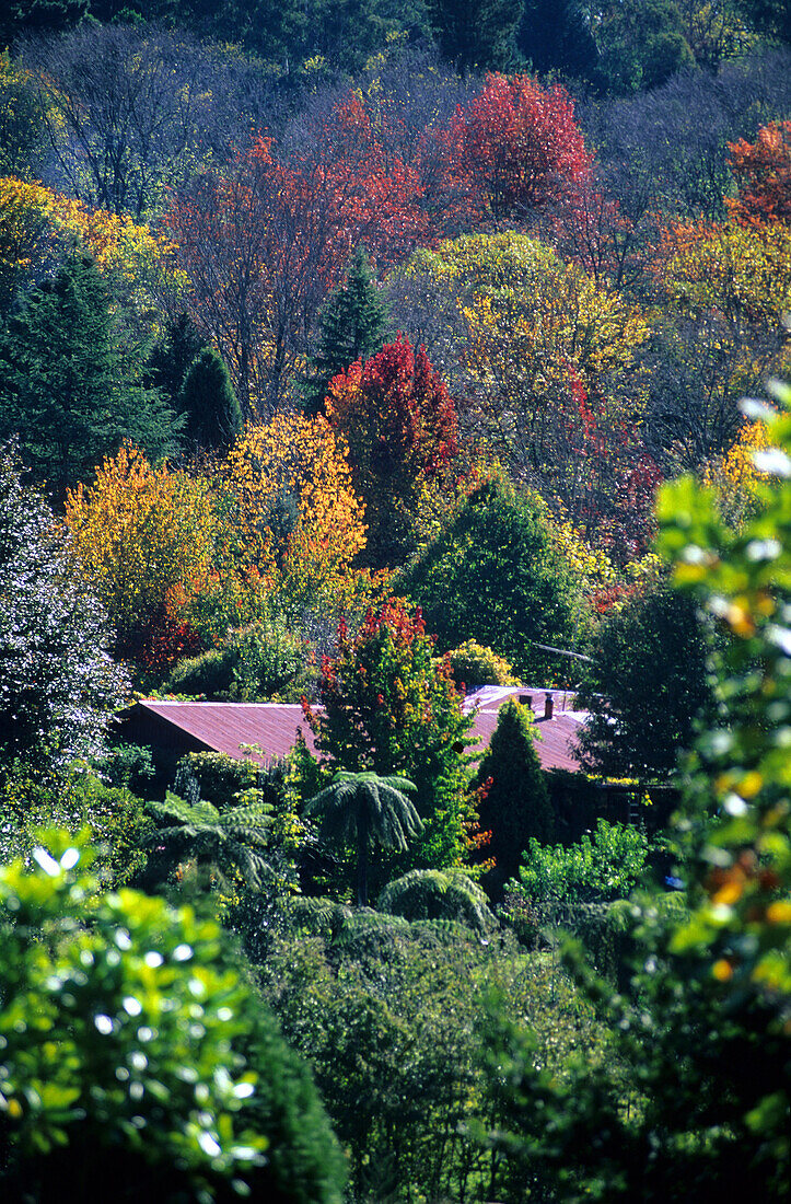 The village of Mt. Wilson in autumn, Blue Mountains, New South Wales, Australia