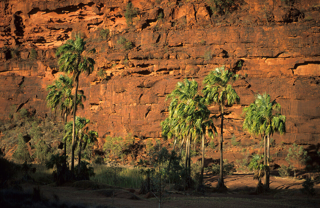 Livistona palms in Palm Valley in Finke Gorge National Park, Central Australian Cabbage Palm, Livistona mariae, Central Australia, Northern Territory, Australia