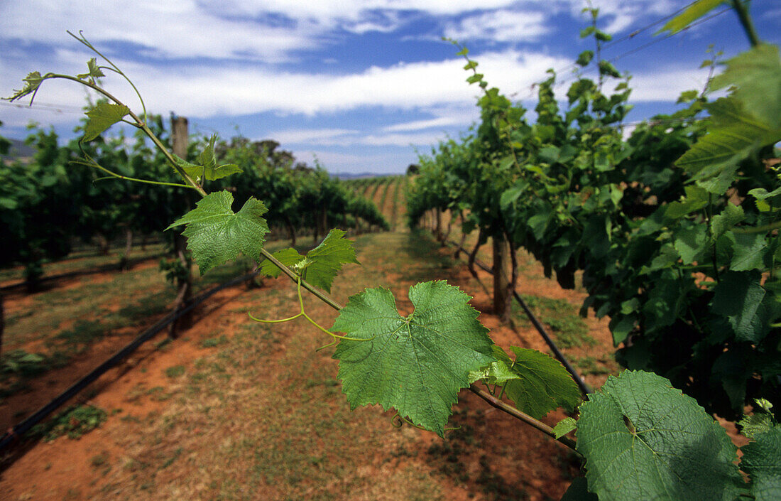 Vineyard near the town of Tumbarumba, New South Wales, Australia