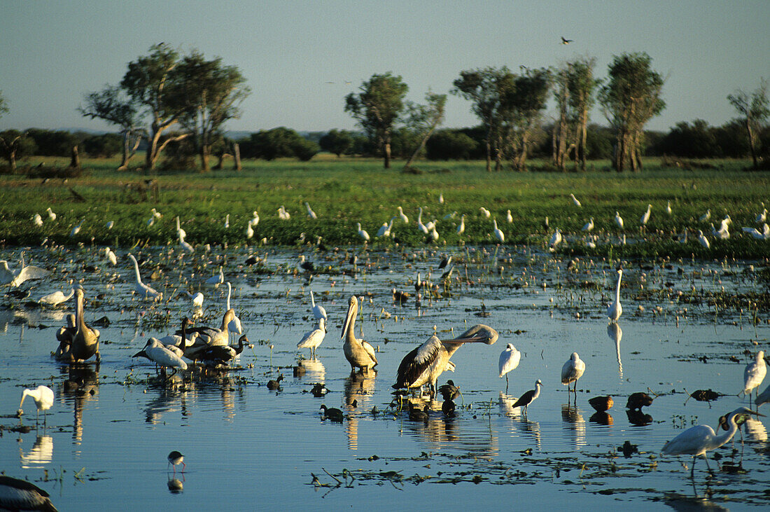 Bird life in the wetlands of Yellow Water, Kakadu National Park, Northern Territory, Australia