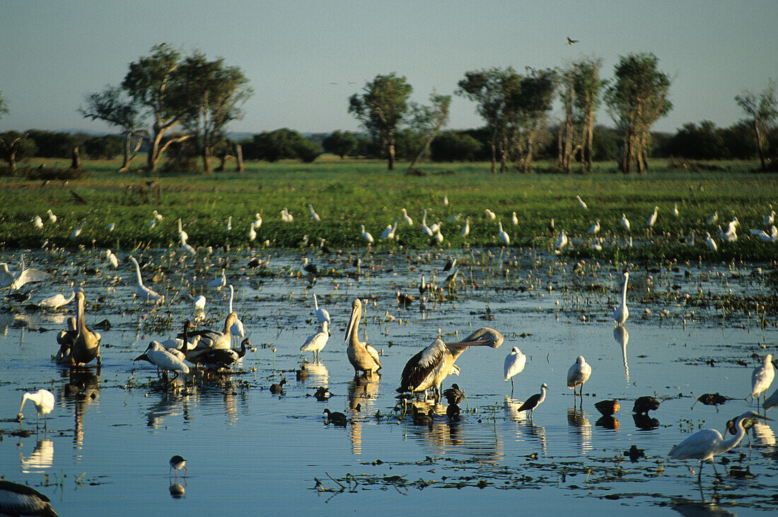 Vogelleben im Feuchtgebiet Yellow Water, Kakadu National Park, Northern Territory, Australien