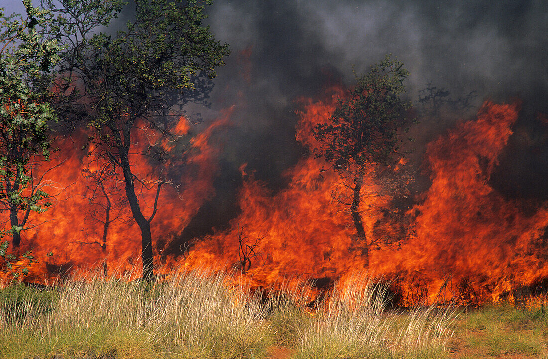 Controlled burning in park, bushfire, Kakadu National Park, Northern Territory, Australia