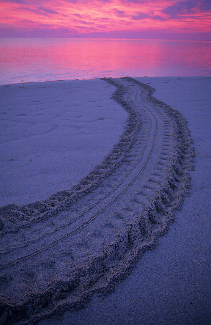 Spuren einer Meeresschildkröte, die von der Eiablage ins Meer zurückgekehrt ist, Heron Island, Great Barrier Reef, Australien