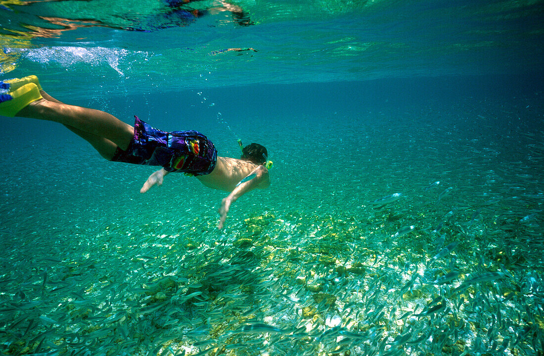 Young man snorkeling in the clear waters surrounding the island, Heron Island, Great Barrier Reef, Australia