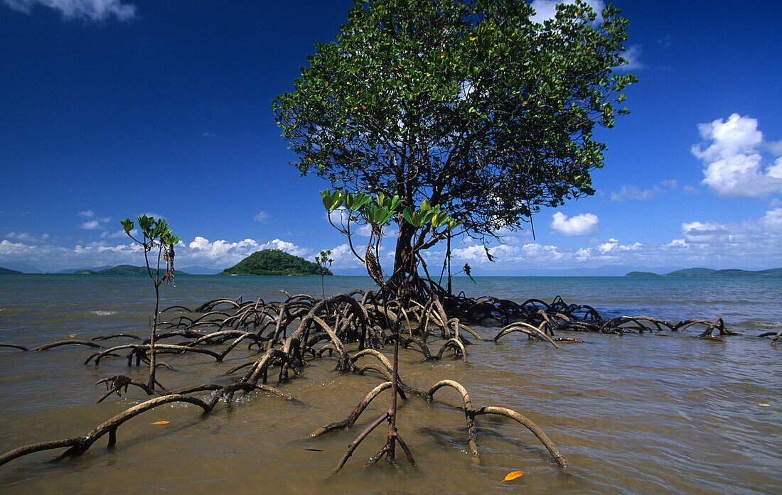 Mangroves, Dunk island, Family Islands group, Great Barrier Reef, Australia