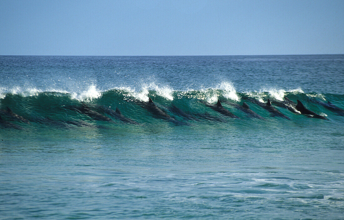 Surfende Delfine vor der Ostküste der Insel, Fraser Island, Great Barier Reef, Australien