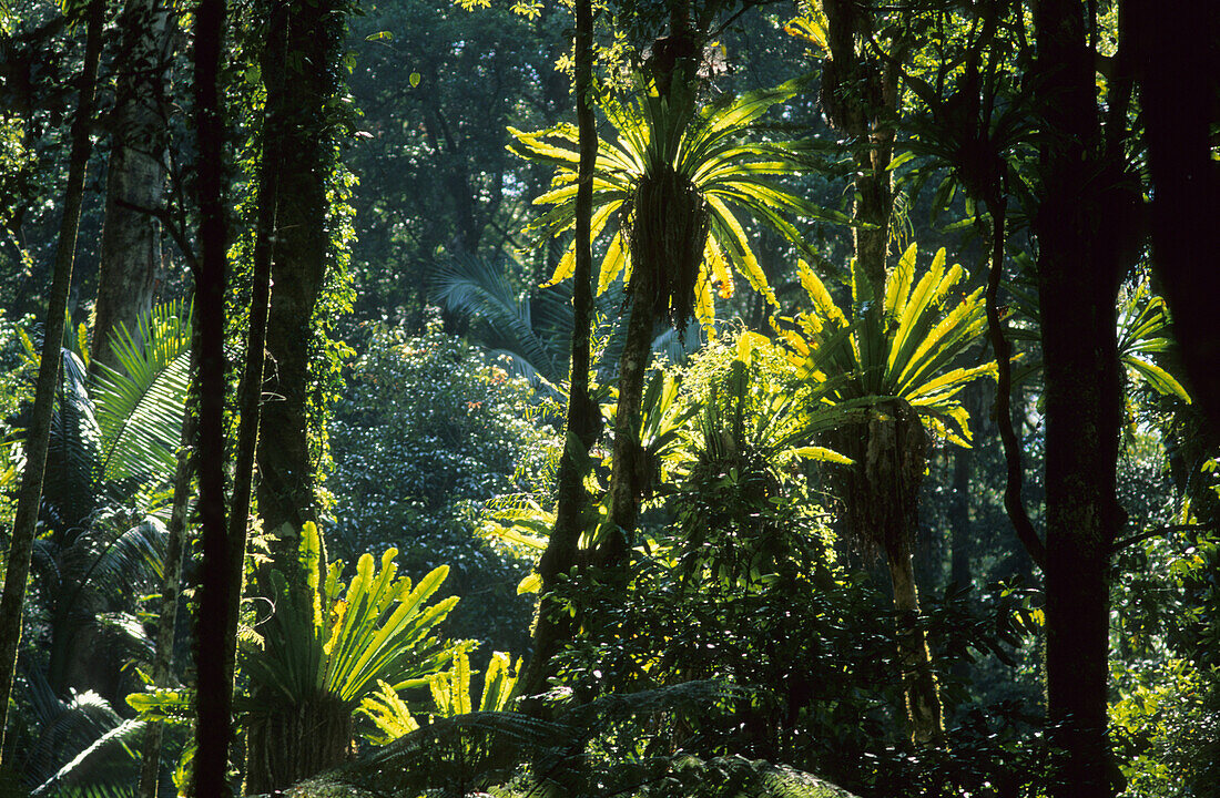 Subtropischer Regenwald mit Vogelnestfarnen, Asplenium nidus, Lamington National Park, Queensland, Australien