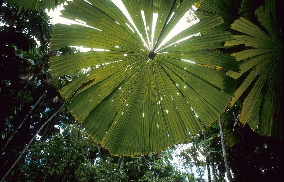 Lowland rainforest with fan palms, Cape Tribulation National Park, Queensland, Australia