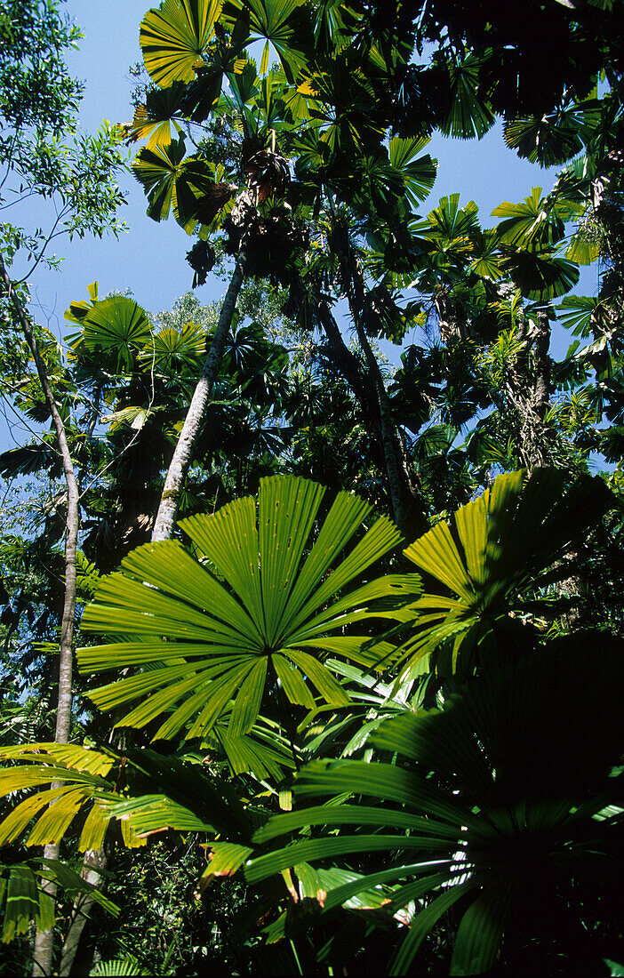 Lowland rainforest with fan palms, Cape Tribulation National Park, Queensland, Australia