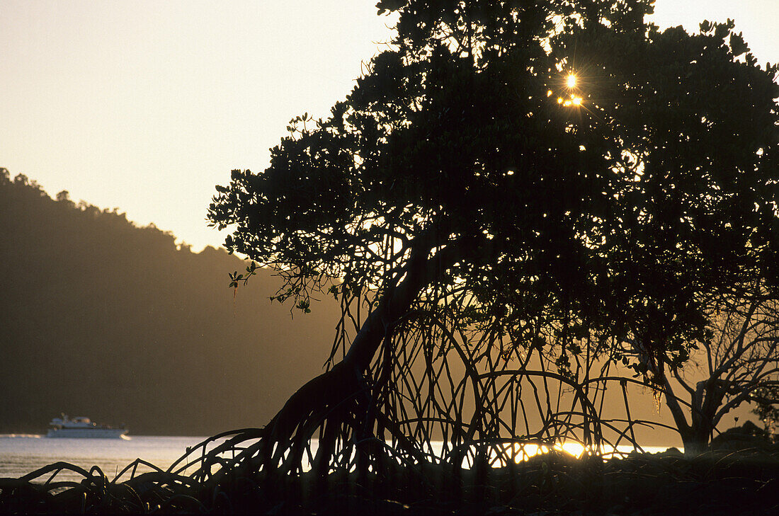 Mangroves on Long Island, Whitsunday Islands, Great Barrier Reef, Australia