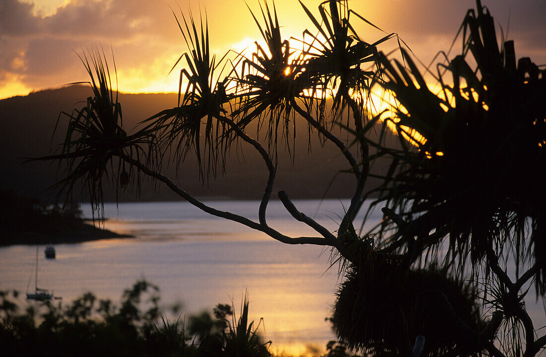 Sonnenaufgang auf Lindeman Island, im Vordergrund Silouette einer Schraubenpalme, Whitsunday Islands, Great Barrier Reef, Australien