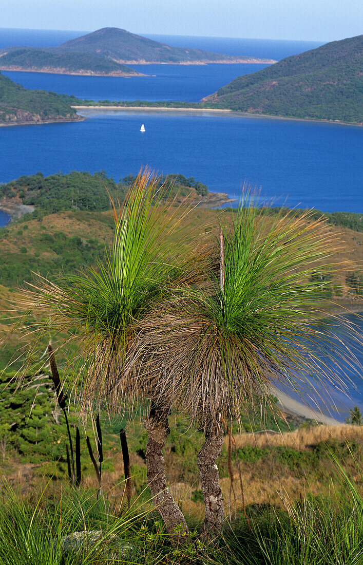 Grass trees on top of Mt. Oldfield on Lindeman Island, Whitsunday Islands, Great Barrier Reef, Australia