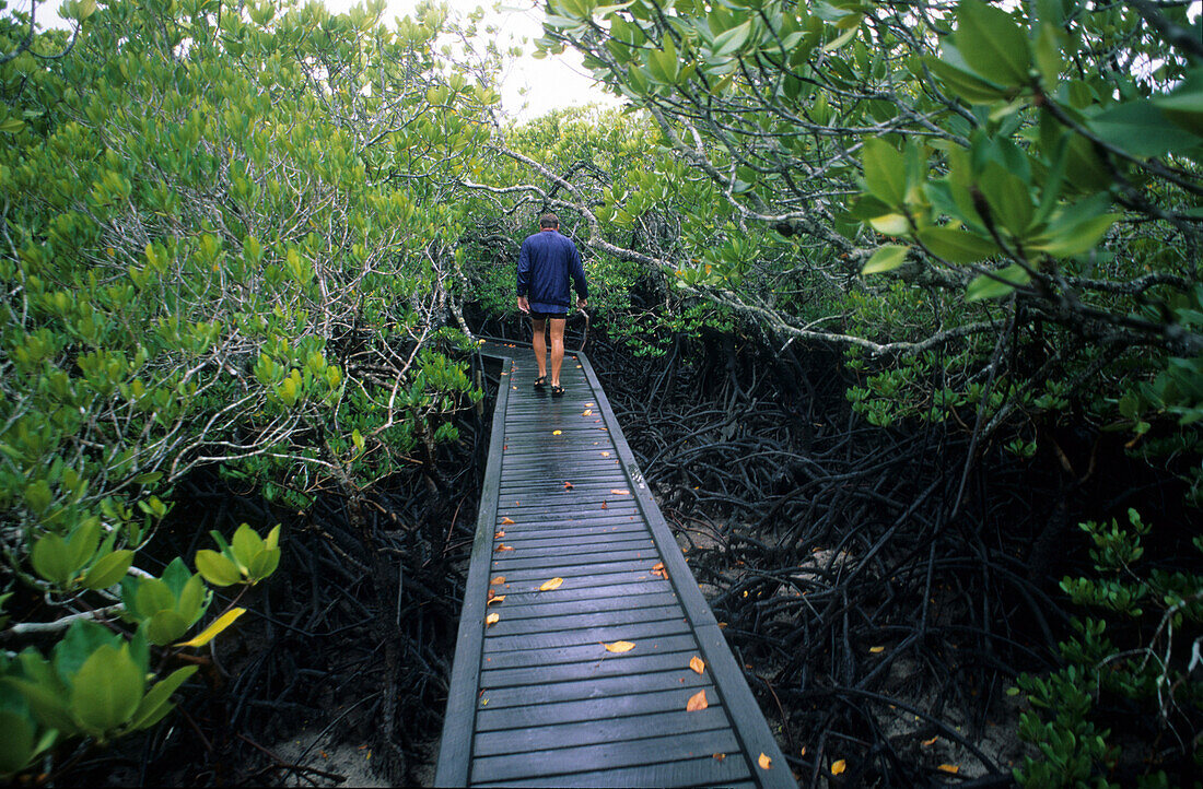 Man walking along board walk at Missionary Bay, Hinchinbrook Island, Great Barrier Reef, Australia