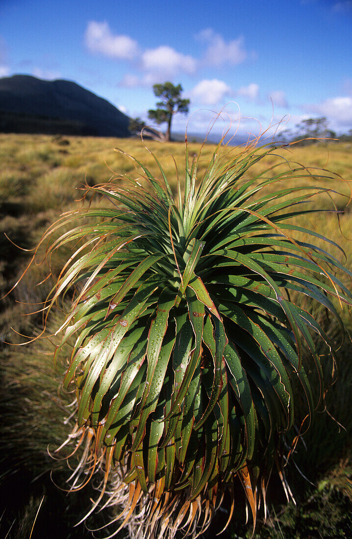 Pandani, Cradle Mountain Lake St. Clair National Park, Tasmania, Australia