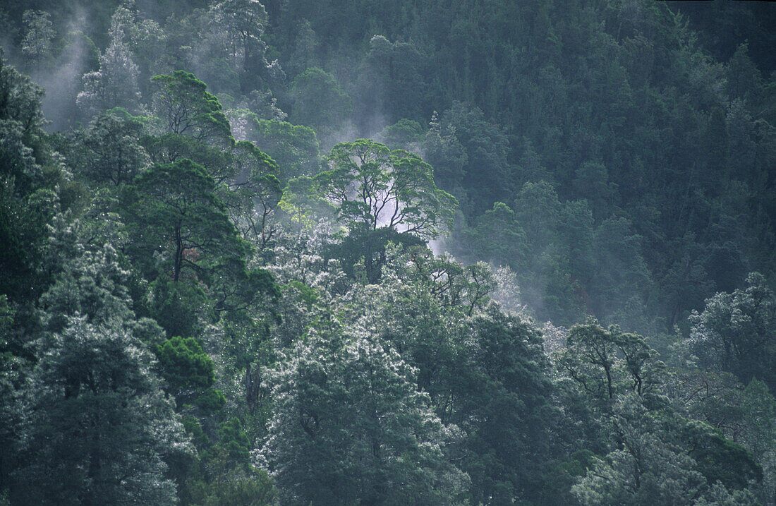 Kühl gemässigter Regenwald am Gordon River, Gordon Franklin Wild Rivers National Park, Tasmanien, Australien